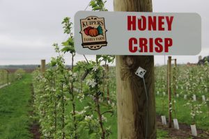Honeycrisp Apples  Bayside Milk Farm